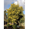 ACACIA dealbata LE GAULOIS