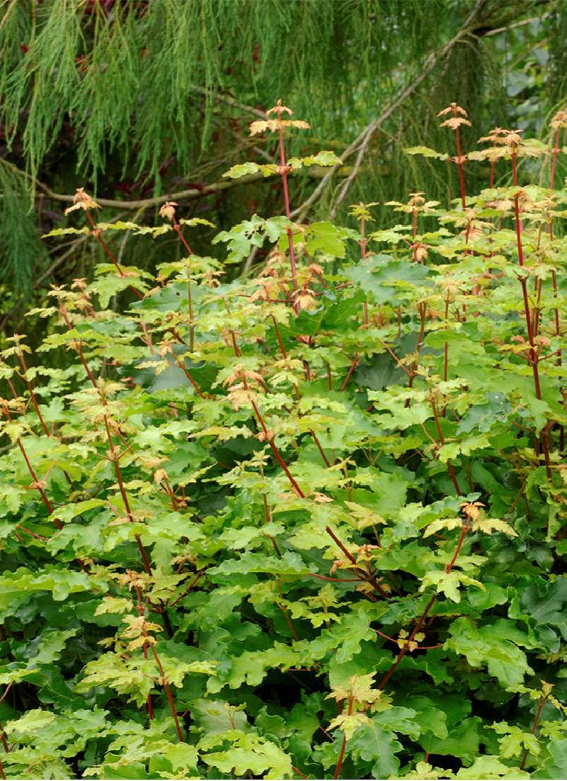 ACER campestre NANUM