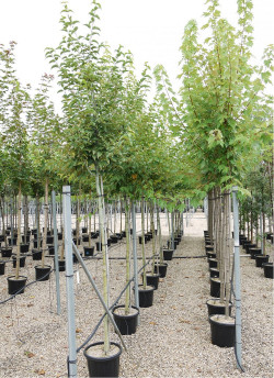 ACER davidi En pot de 35-50 litres tige hauteur du tronc 190-210 cm circonférence du tronc 12-14 cm