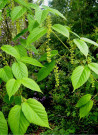 erable-de-david-acer-davidii-1.jpg