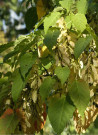erable-de-david-acer-davidii-4.jpg
