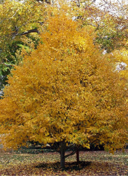 erable-de-david-acer-davidii-3.jpg