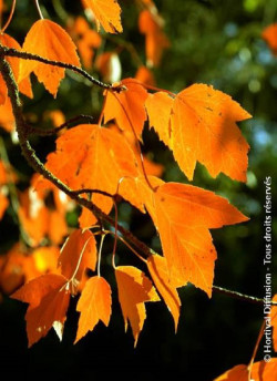 erable-rouge-fastigie-armstrong-acer-rubrum-armstrong-1.jpg