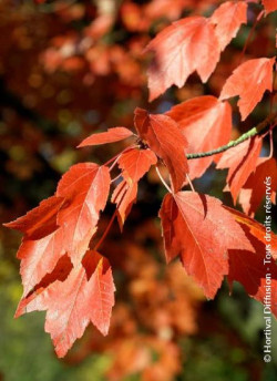 erable-rouge-fastigie-armstrong-acer-rubrum-armstrong.jpg