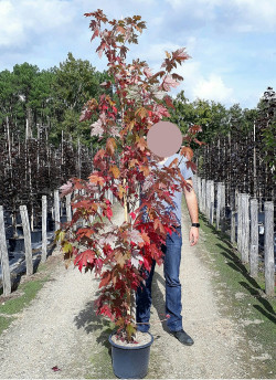 ACER freemanii CELEBRATION En pot de 15-20 litres baliveau hauteur 150-200 cm