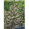 STYRAX japonicus EVENING LIGHT
