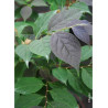 STYRAX japonicus EVENING LIGHT