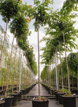 PRUNUS yedoensis En pot de 35-50 litres tige hauteur du tronc 190-210 cm