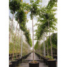 PRUNUS yedoensis En pot de 35-50 litres forme tige hauteur du tronc 180-200 cm
