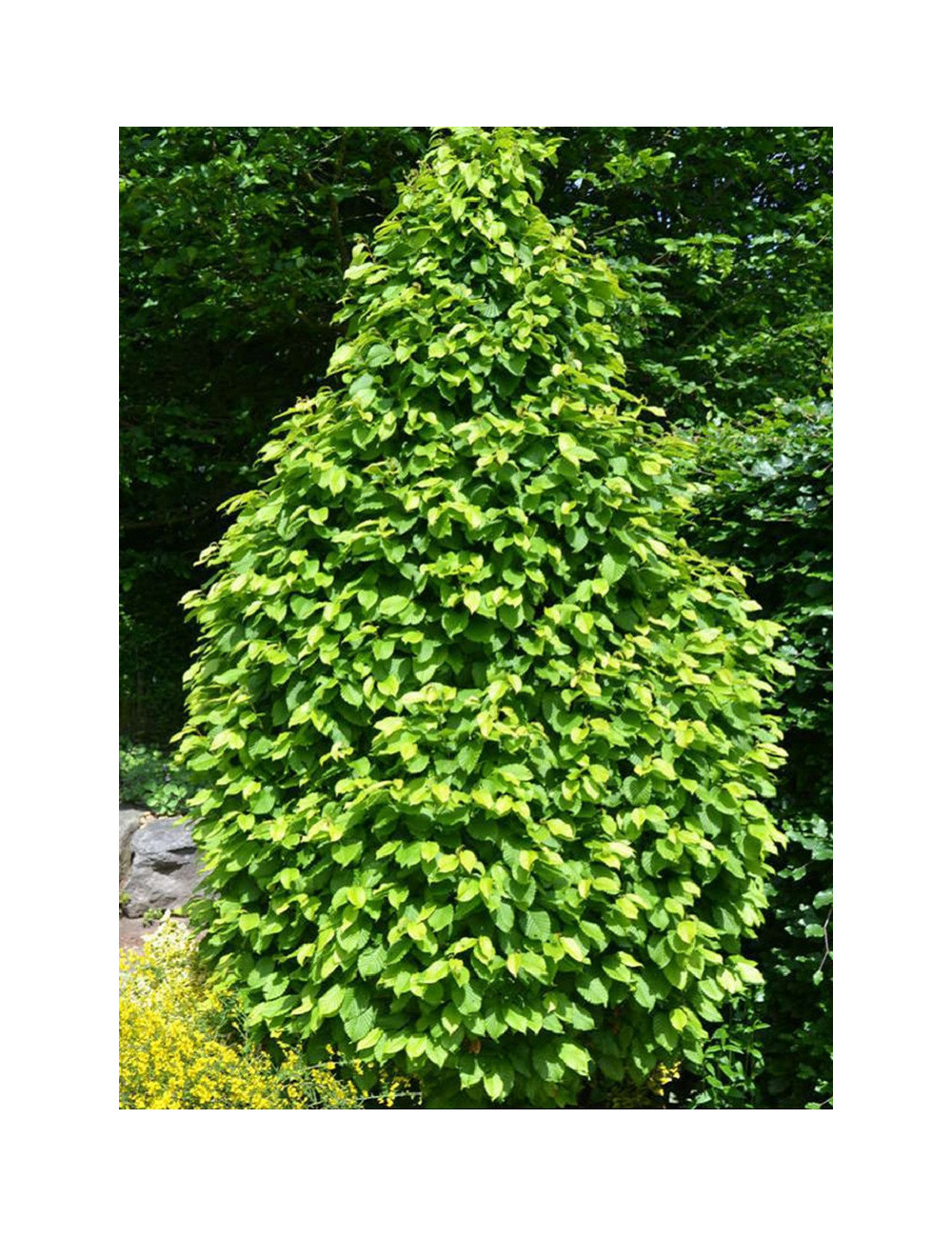 CARPINUS betulus MONUMENTALIS (Charme commun Monumentalis)