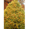 CARPINUS betulus MONUMENTALIS