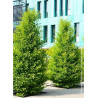 GINKGO biloba BLAGON