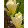 MAGNOLIA ELIZABETH