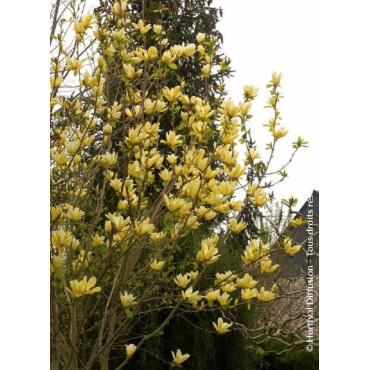 MAGNOLIA ELIZABETH