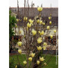 MAGNOLIA ELIZABETH