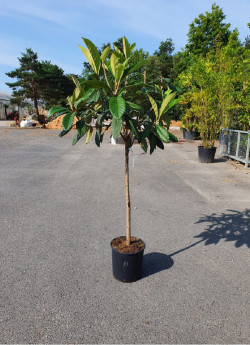 ERIOBOTRYA japonica En pot de 15-20 litres forme tige hauteur du tronc 090-110 cm