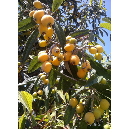 ERIOBOTRYA japonica ERIOBOTRYA japonica