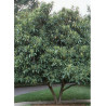 ERIOBOTRYA japonica