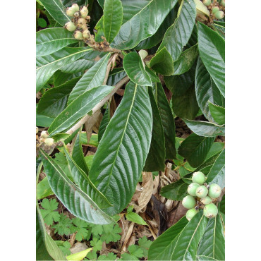 ERIOBOTRYA japonica