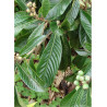 ERIOBOTRYA japonica