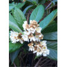 ERIOBOTRYA japonica