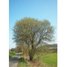 SALIX caprea