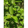 SALIX caprea