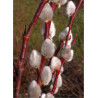 SALIX caprea