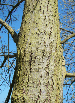 SALIX caprea