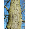SALIX caprea