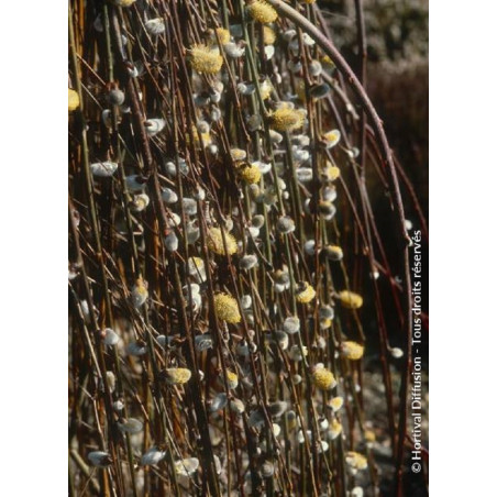 SALIX caprea PENDULA SALIX caprea PENDULA