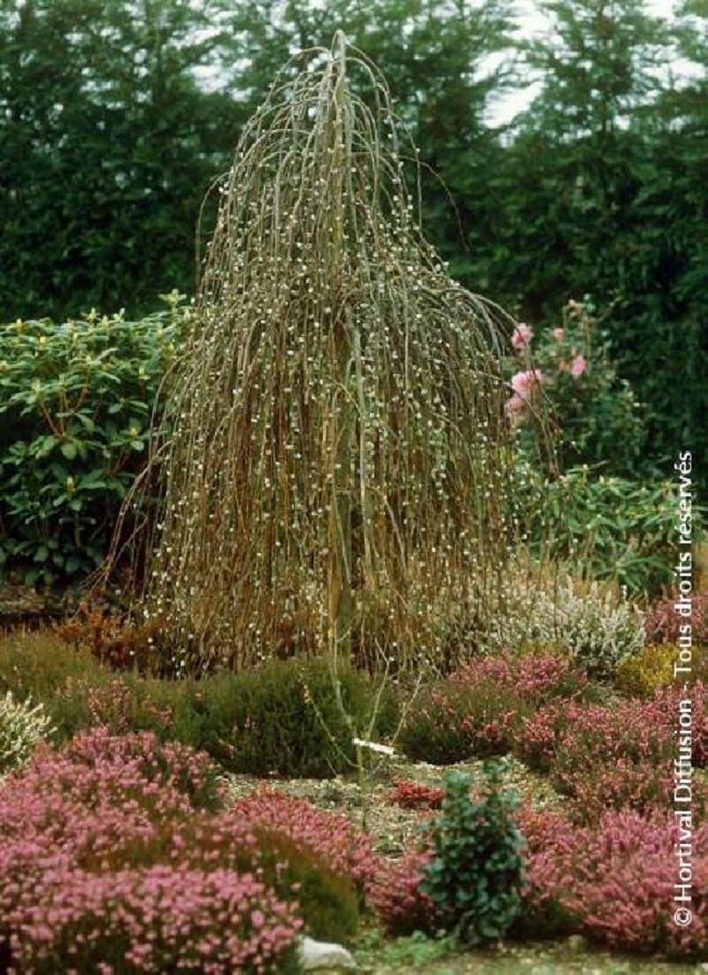 Racines Du Saule Pleureur