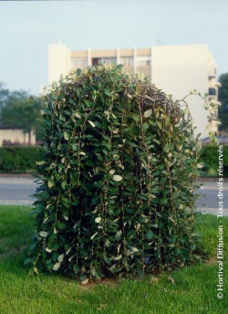 SALIX caprea PENDULA
