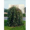 SALIX caprea PENDULA