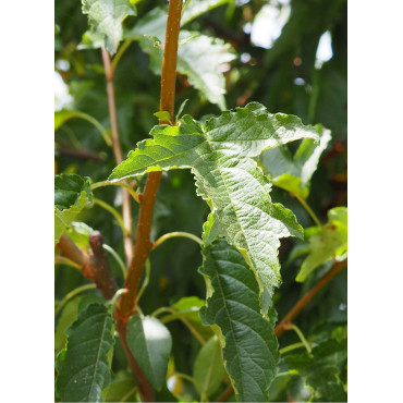 MALUS toringo