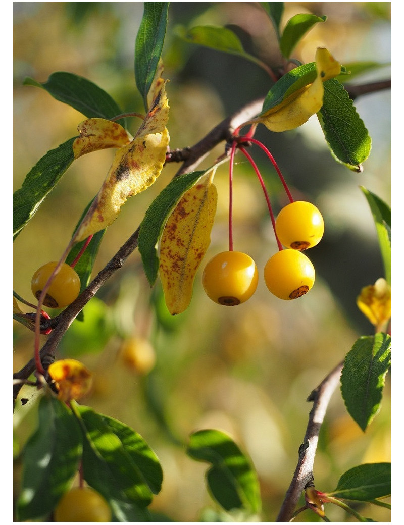 MALUS toringo