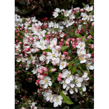 MALUS toringo