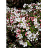 MALUS toringo
