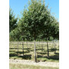 MALUS tschonoskii