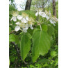 MALUS tschonoskii