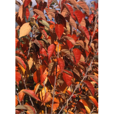 MALUS tschonoskii