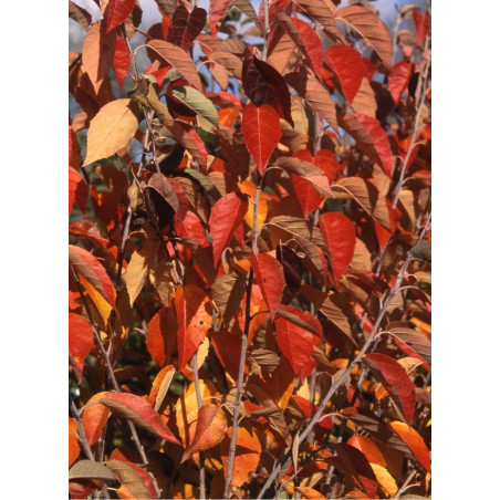 MALUS tschonoskii MALUS tschonoskii