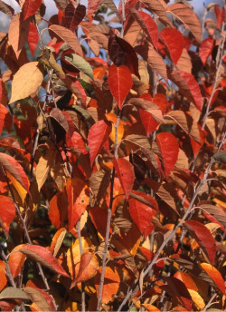 MALUS tschonoskii