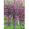 MALUS CHEAL'S WEEPING