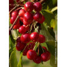 MALUS CHEAL'S WEEPING