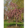 MALUS CHEAL'S WEEPING