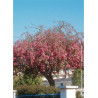 MALUS ECHTERMEYER
