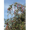 MALUS ECHTERMEYER