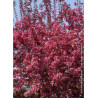 MALUS ROYALTY