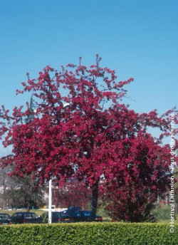 MALUS ROYALTY